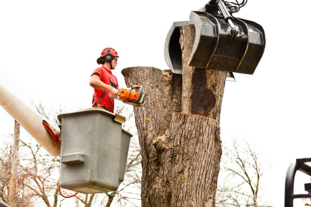 Professional Tree Removal Services in South Carthage, TN